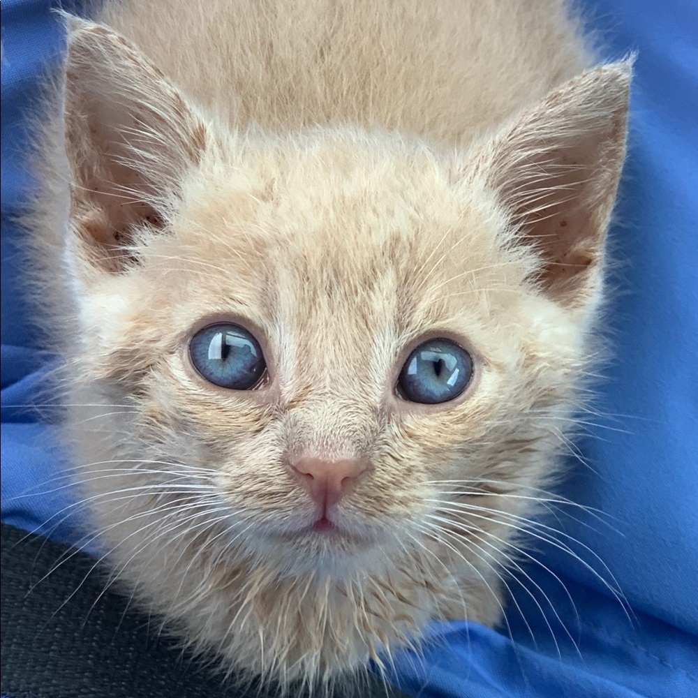 Meet your Posher, Sammie